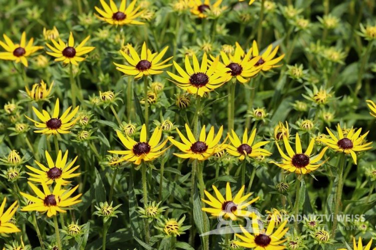 RUDBECKIA SUN KA CHING