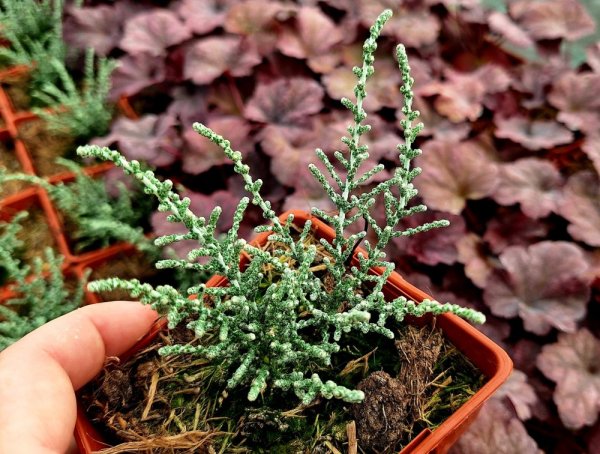 OLEARIA ALGIDA MARK
