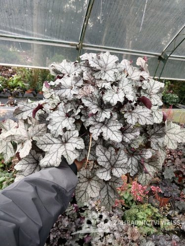 HEUCHERA REX SILVER