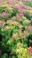 SEDUM SPECTABILE HOT STUFF