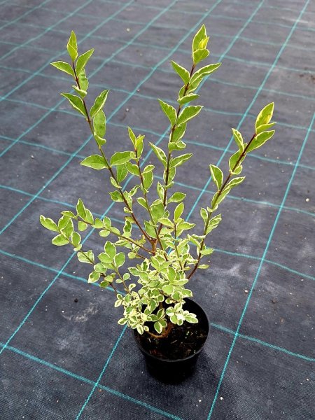 LIGUSTRUM OVALIFOLIUM - ARGENTEUM - ZELENO-BÍLÉ