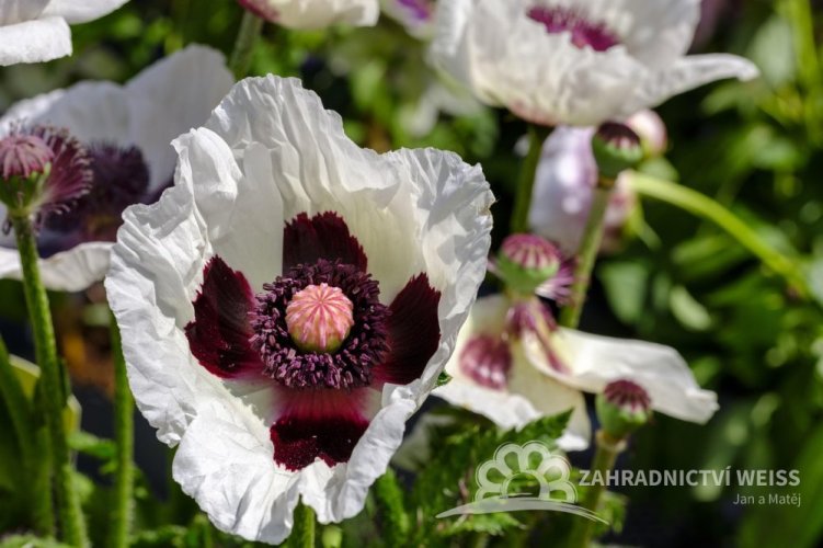 MÁK VÝCHODNÍ - PAPAVER ORIENTALE ROYAL WEDDING