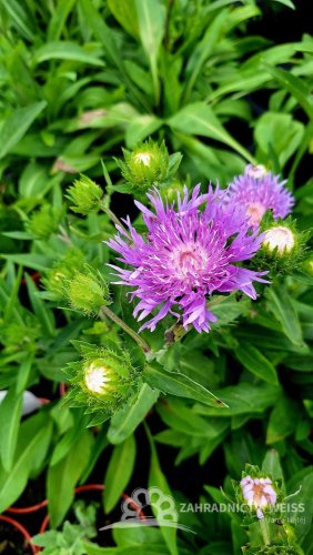 STOKESIA LAEVIS MEL´S BLUE