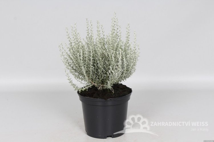 KARI KOŘENÍ - SMIL - HELICHRYSUM ITALICUM DWARF CURRY