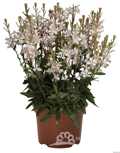 GAURA LINDHEIMERI - GRACEFUL WHITE