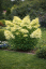 HORTENZIE LATNATÁ - HYDRANGEA MELBA FRAISE