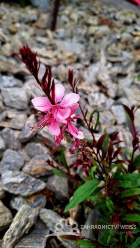 GAURA LOLIPOOP PINK