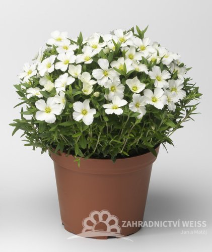 PÍSEČNICE HORSKÁ - ARENARIA MONTANA "BLIZZARD COMPACT"