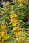 VRBINA - LYSIMACHIA ALEXANDER
