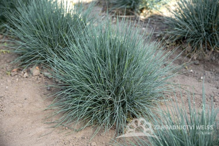 FESTUCA GLAUCA AZURIT