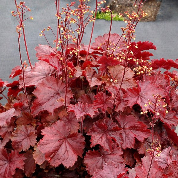HEUCHERA NORTHERN EXPOSURE RED