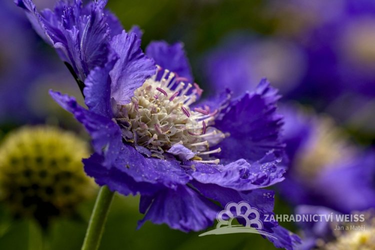 HLAVAČ KAVKAZSKÝ - SCABIOSA CAUCASICA PERFECTA