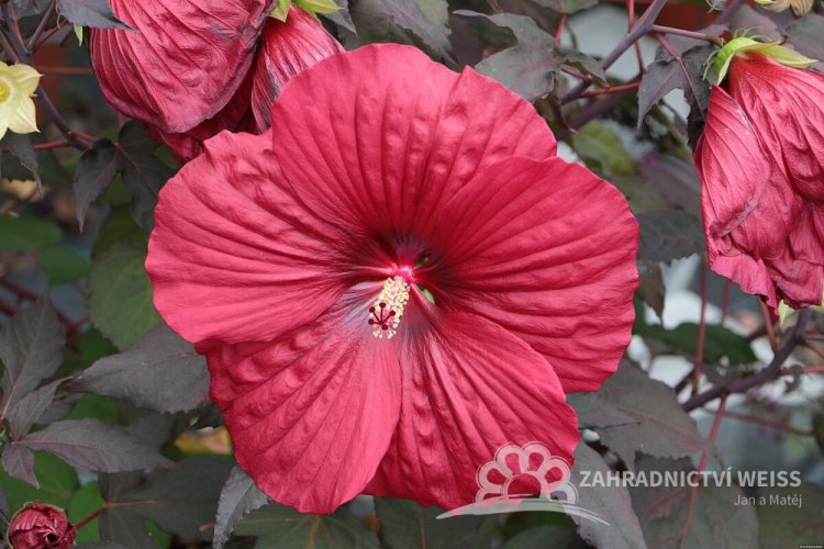HIBISCUS SUMMERIFIC HOLY GRAIL ®