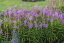 ŘETĚZOVKA RŮŽOVÁ - PHYSOSTEGIA VIVID