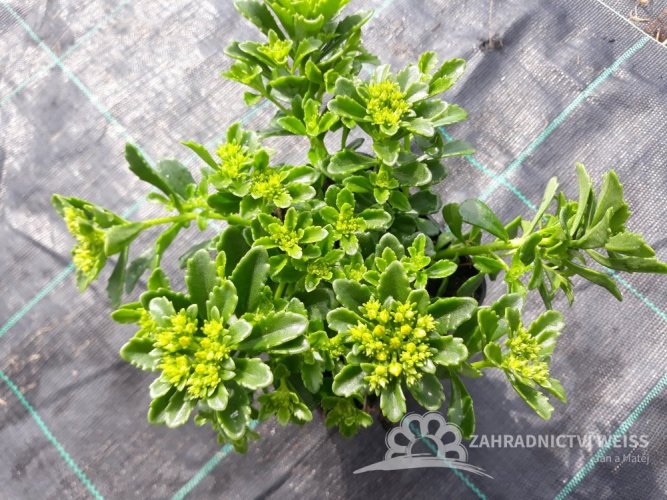 SEDUM HYBRIDUM - LITTLE MISS SUNSHINE