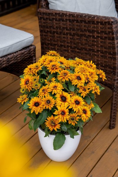 RUDBECKIA HYB. FLAMENCO  BRIGHT ORANGE®