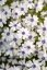 PHLOX SUBULATA BAVARIA