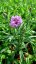 MODRAVEC - CATANANCHE CAERULEA BLUE