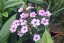 PHLOX PAN. FLAME WHITE EYE ®