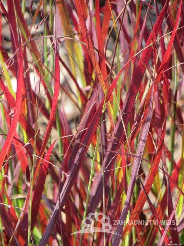 PROSO PRUTNATÉ - PANICUM VIRGATUM SANGRIA