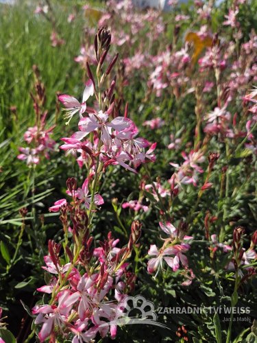 GAURA LIND. ROSY JANE