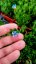 KAMEJKA - LITHODORA HEAVENTLY BLUE