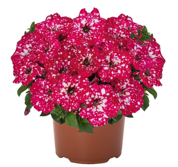 PETUNIE - PETUNIA SUPRISE „ SPARKLING RED“
