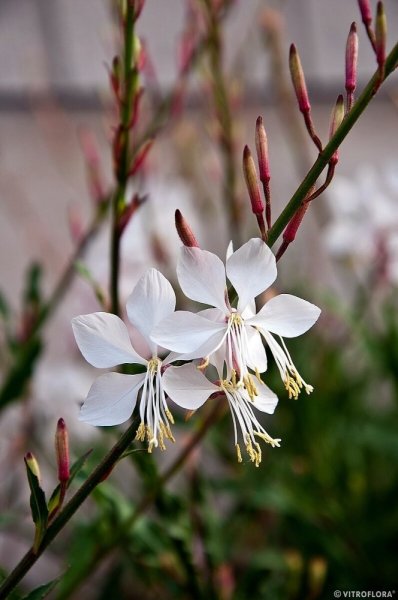GAURA LIND. WHIRLING BUTTERFLIES