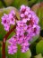 BERGÉNIE SRDČITÁ - BERGENIA CORDIFOLIA ROSE