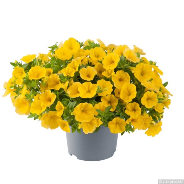 MILLION BELLS – CALIBRACHOA METRO EARLY BRIGHT YELLOW