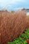 CAREX RED ROOSTER