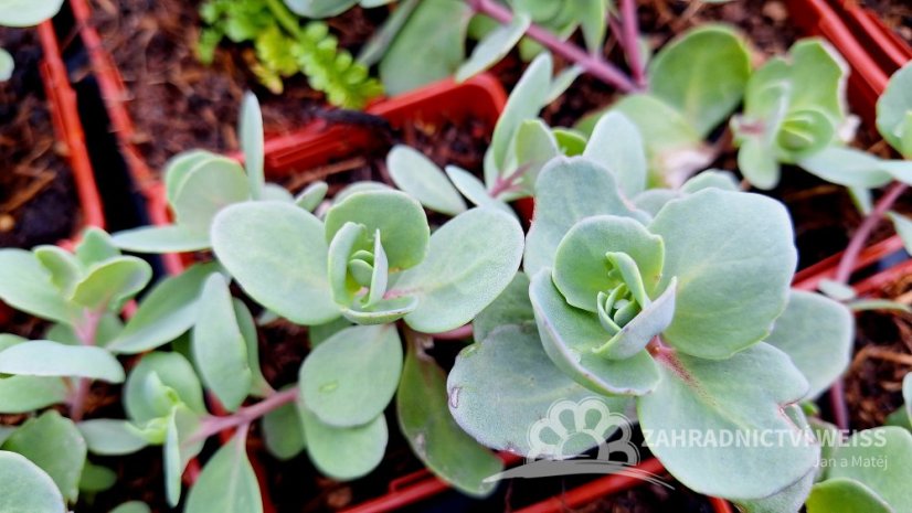 SEDUM HYB. VERA JAMESON