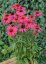 ECHINACEA GLOWING DREAM