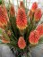 KLEOPATŘINA JEHLA - KNIPHOFIA ROCKET JR