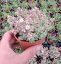 SEDUM DASYPHYLLUM - ROZCHODNÍK NÍZKÝ ŠEDÝ