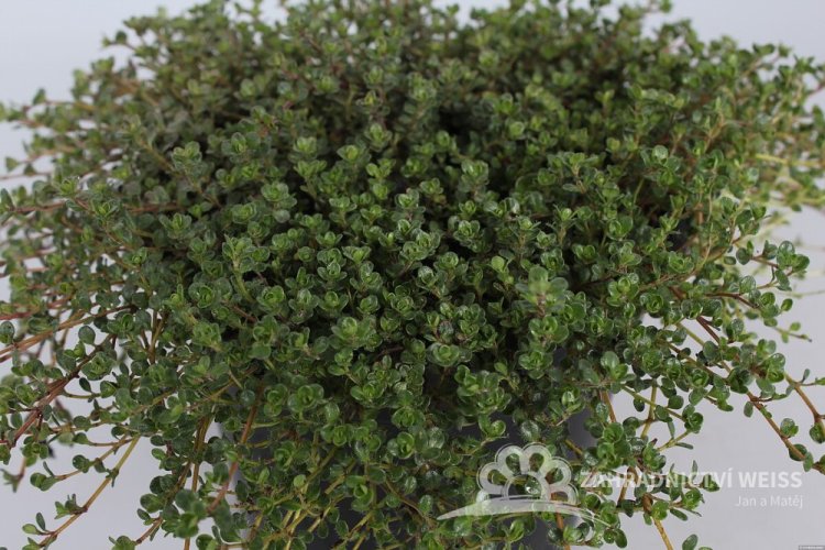 MATEŘÍDOUŠKA - THYMUS PINK CHINTZ