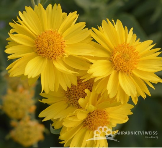 KOKARDA - GAILLARDIA ARISTATA MESA YELLOW