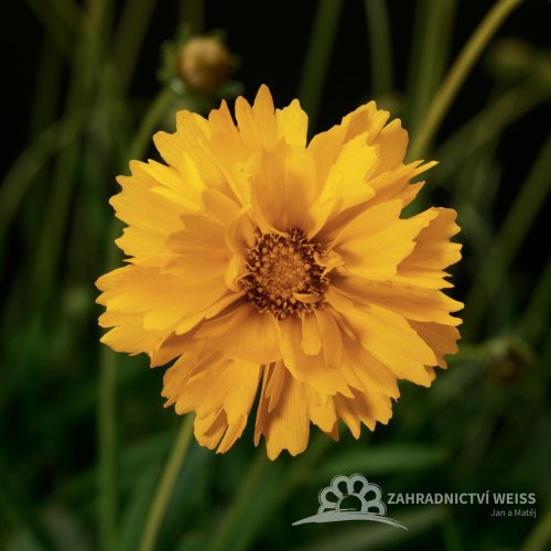 KRASNOOČKO - COREOPSIS EARLY SUNRISE