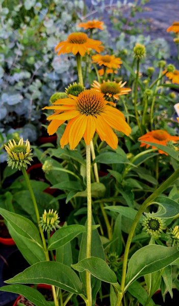 ECHINACEA PURP. LAKOTA YELLOW