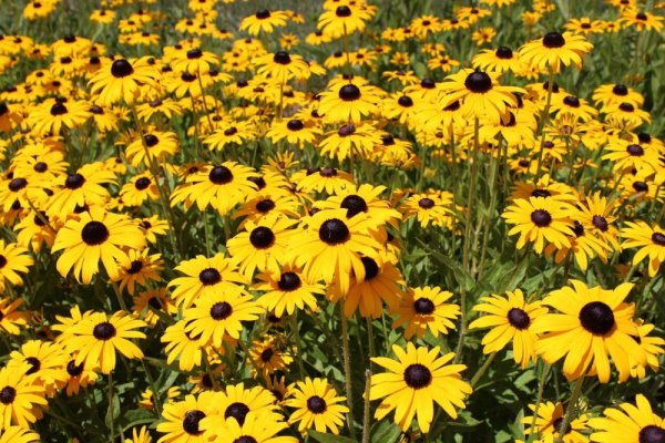 RUDBECKIA FULGIDA GOLDSTURM