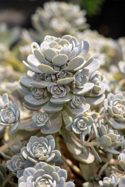OROSTACHYS CHINESE HAT
