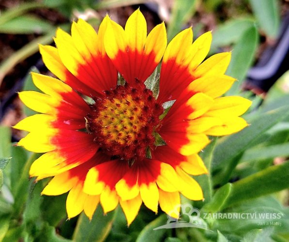 KOKARDA GAILLARDIA SUNRITA YELLOW RED RING