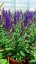 SALVIA NEMOROSA NOCHE