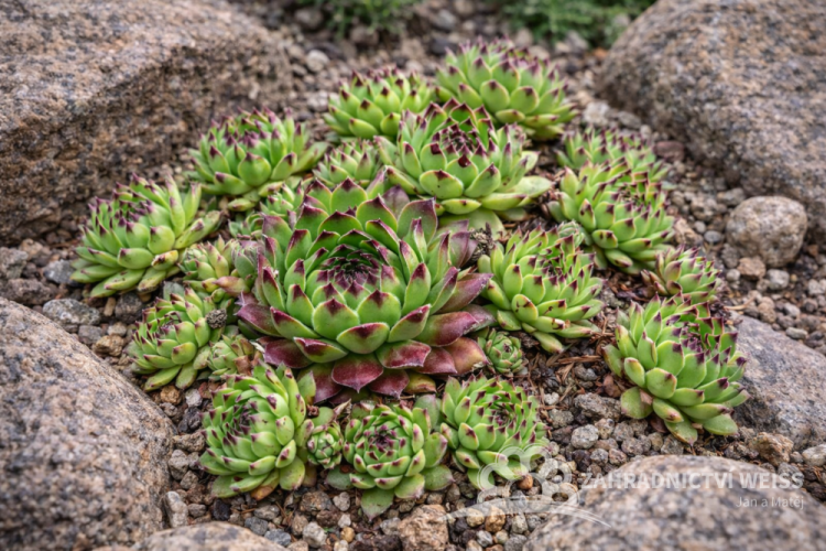 NETŘESK SEMPERVIVUM HYBR. REINHARD