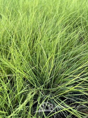 FESTUCA GLAUCA – GOLDEN TOUPEE