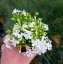 FLOX SKALKOVÝ - PHLOX SUBULATA FABULOUS WHITE