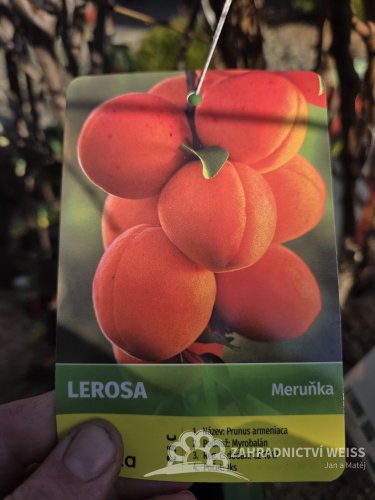 MERUŇKA LEROSA