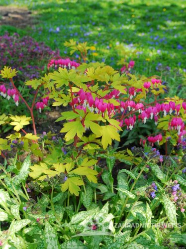 SRDCOVKA NÁDHERNÁ - DICENTRA GOLD HEART