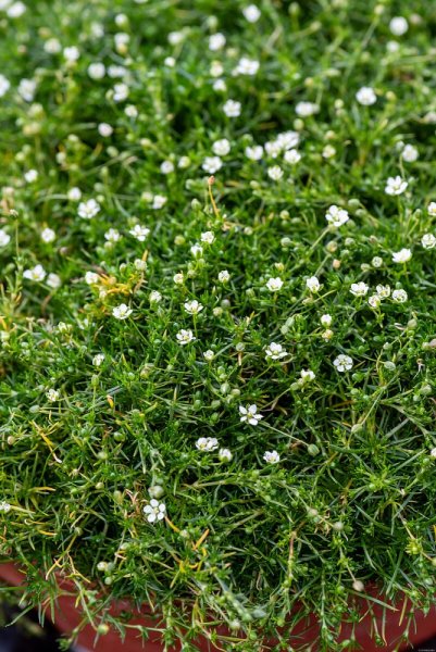 SAGINA SUBULATA - ÚRAZNÍK - "MOOS GREEN"