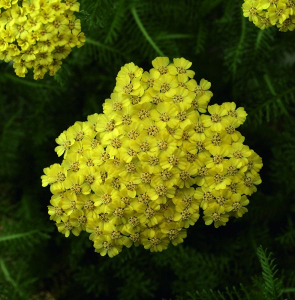 ACHILLEA MILLEFOLIUM - "DESERT EVE YELLOW"
